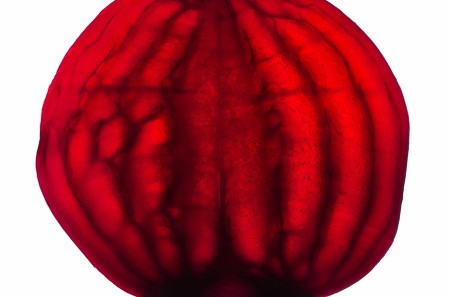 food photography with transmitted light technique. Beet root